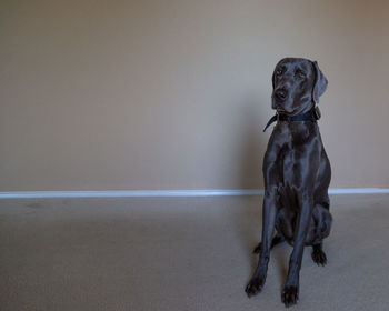 Dog looking away while sitting on wall