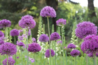 Close-up of purple flowering plants on field