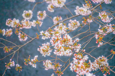 Close-up of cherry blossom