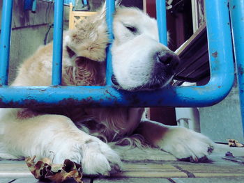 Close-up of dog relaxing outdoors