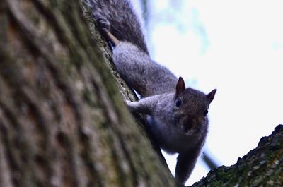 Close-up of squirrel on tree