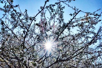 Sun shining through trees