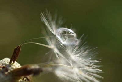Close-up of dandelion against blurred background