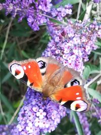 Close-up of butterfly pollinating on purple flower