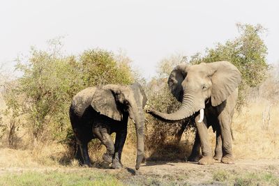 Elephant standing in a field