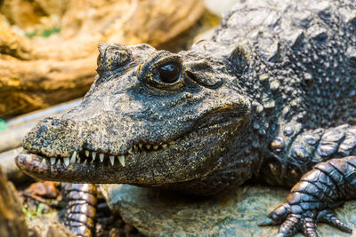 Close-up of lizard