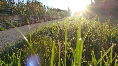 Close-up of plants growing in field