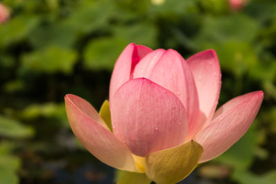 Close-up of pink flower