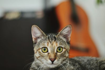 Close-up portrait of tabby cat at home