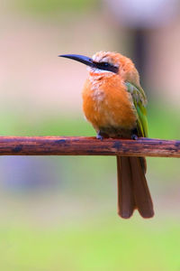 Close-up of bee-eater perching on stem