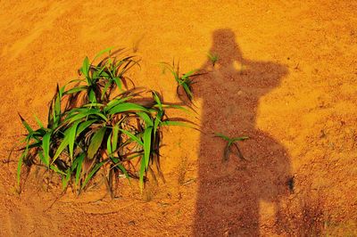 Shadow of plants on desert