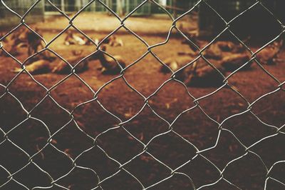 Full frame shot of chainlink fence