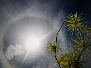 Low angle view of palm trees against sky