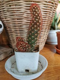 Close-up of succulent plant in basket on table