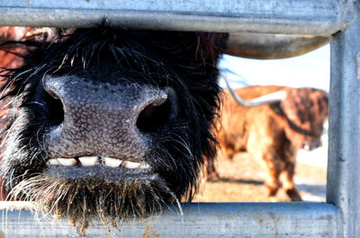 Close-up of cow