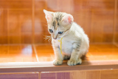 View of cat