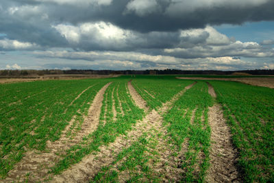 Tractor tread traces in a green field and dark clouds on the sky