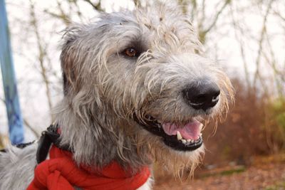 Close-up portrait of dog