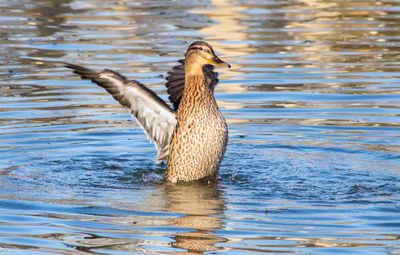 Duck swimming in lake