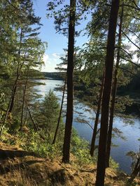 Trees by lake in forest against sky