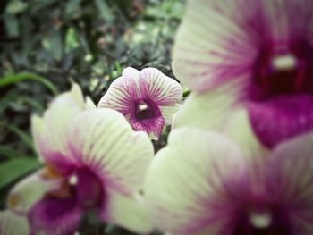 Close-up of pink flowers