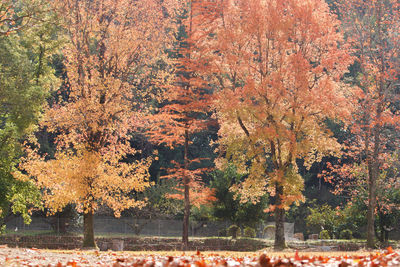 Trees by lake in forest during autumn