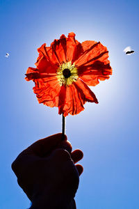 Close-up of hand holding flower against clear blue sky