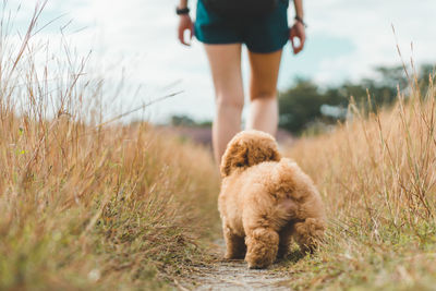 Low section of woman with dog walking on grass