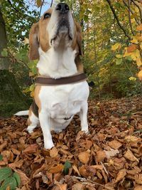 Dog standing on leaves during autumn