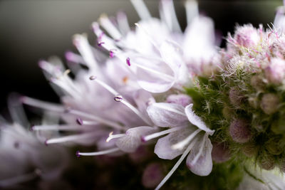 Close-up of purple flowering plant