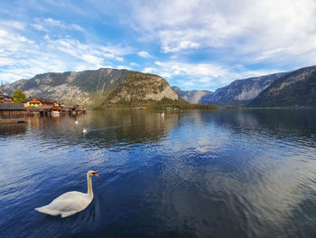 Swan floating on lake