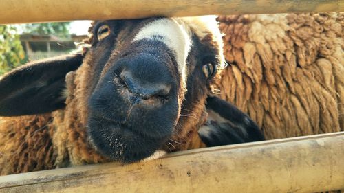 Close-up portrait of a horse