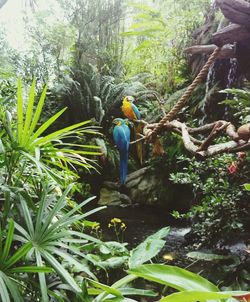 Bird perching on tree