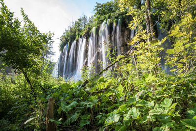 Low angle view of waterfall amidst trees in forest