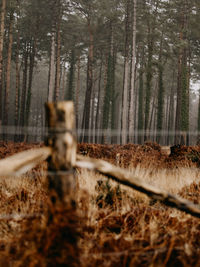 View of a forest