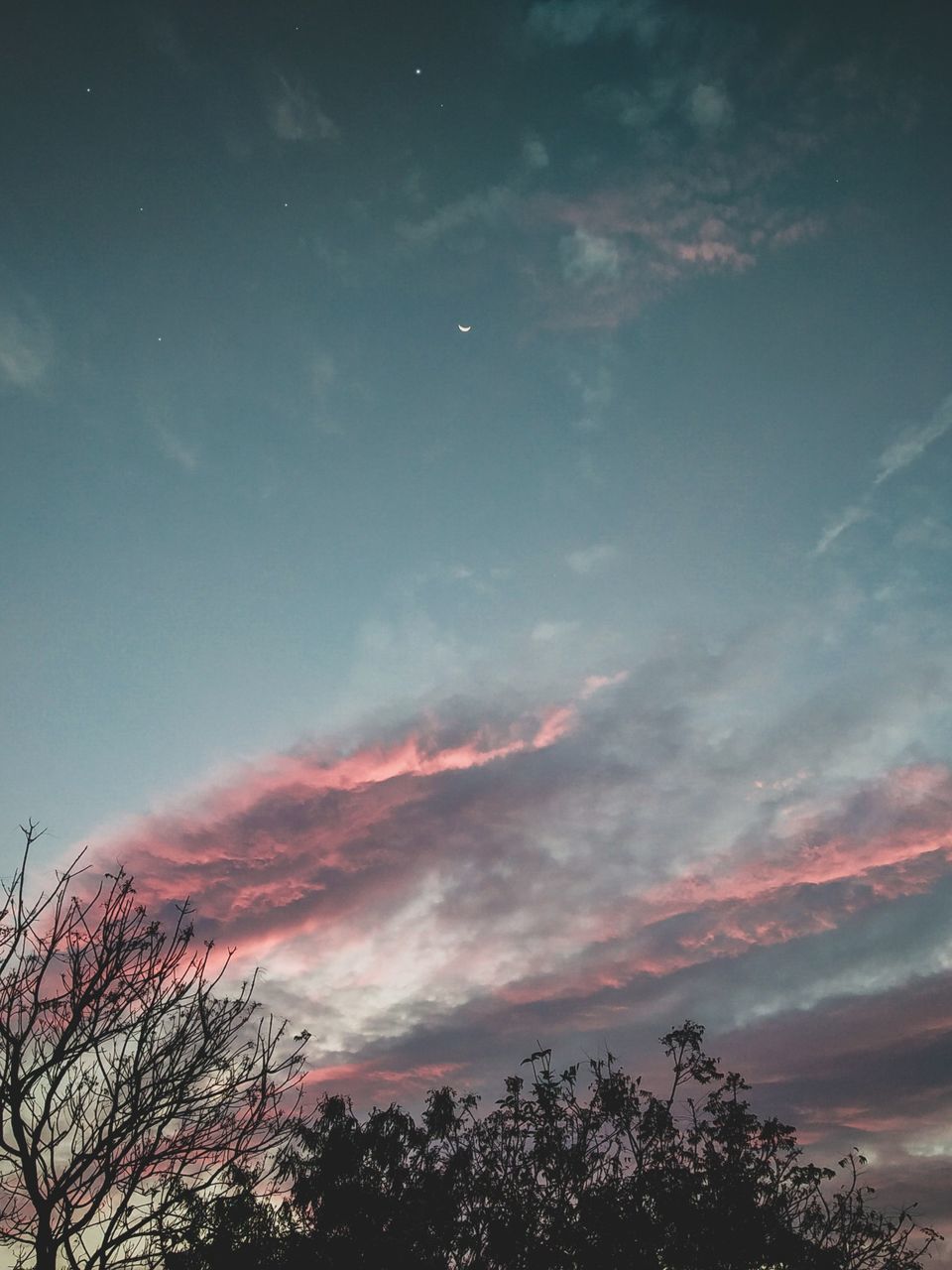 sky, tree, cloud, beauty in nature, plant, nature, scenics - nature, dawn, no people, tranquility, low angle view, evening, tranquil scene, sunset, outdoors, darkness, environment, silhouette, dramatic sky, idyllic, horizon, star, night, landscape, non-urban scene