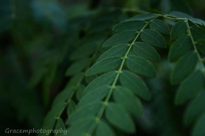 FULL FRAME SHOT OF GREEN PLANT