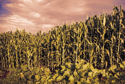 Crops growing on field against sky