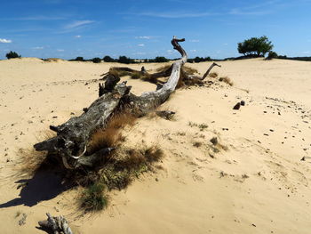 Dead tree on sand against sky