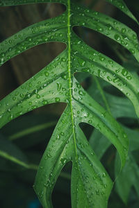 Close-up of wet leaves on rainy day