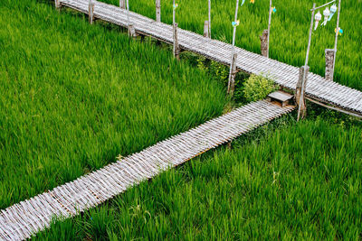 grass