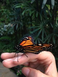 Cropped image of hand holding butterfly