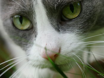 Close-up portrait of cat