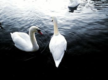 Swans swimming in lake