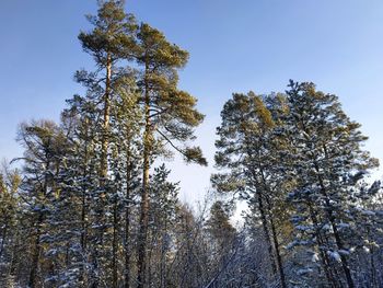 Low angle view of trees against sky during winter