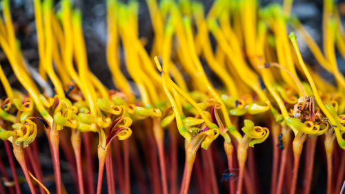 Close-up of yellow flowering plant