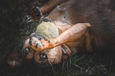 High angle view of dog lying on field