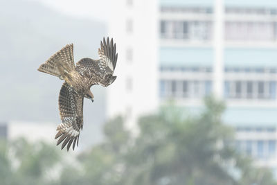 Close-up of eagle flying against blurred background