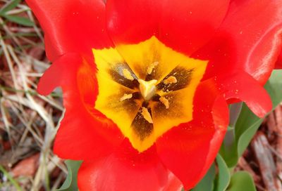 Close-up of yellow poppy blooming outdoors