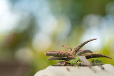 Close-up of insect on plant